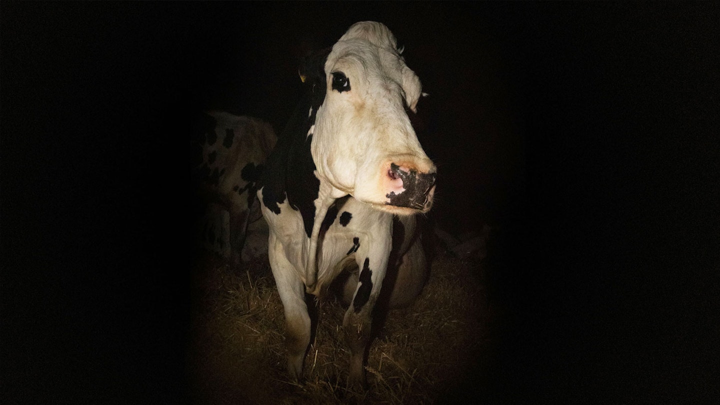 Cow